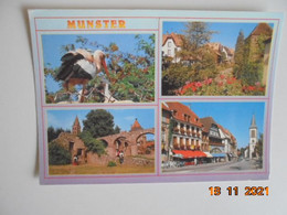 68140 Munster. Cigognes D'Alsace. Jardin Fleuri. L'Abbaye. Rue De La Republique. Les Editions De L'Est PM 1994 - Munster