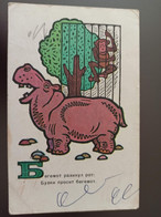 Old USSR Postcard. By Sennovsky. Hippo. 1969 - Hippopotamuses