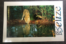 Postcard Belize 1990, Jaguar - Belice