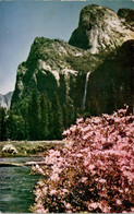 California Yosemite National Park Azaleas In Bloom - Yosemite