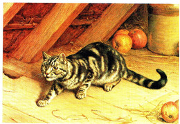 Chat - Cat -katze - Poesje Op Zolder En Appels - Katzen