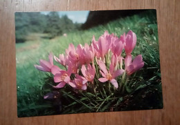 FIORI PIANTE - Colchico D'autunno - Colchicum Autumnale - Pianta Velenosa - Autumn Crocus - Toxic Plants