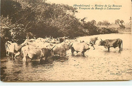 Guadeloupe - Rivière De La Boucan - Un Troupeau De Boeufs à L'Abreuvoir - Andere
