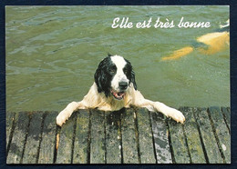A3 - Carte Postale - Chien - Elle Est Très Bonne - Dogs