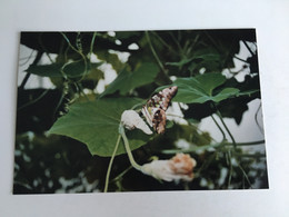 Papillon Butterfly Schmetterling Farfalla Mariposa - Papillons