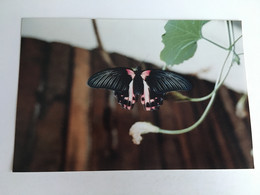 Papillon Butterfly Schmetterling Farfalla Mariposa - Papillons