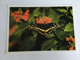 Papillon Butterfly Schmetterling Farfalla Mariposa - Papillons