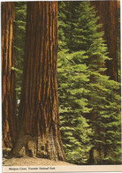 AA4152 California - Yosemite National Park - Mariposa Grove - Giant Sequoias / Non Viaggiata - Yosemite