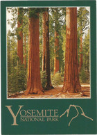 AA4158 California - Yosemite National Park - Sequoia Redwoods Mariposa Grove / Non Viaggiata - Yosemite