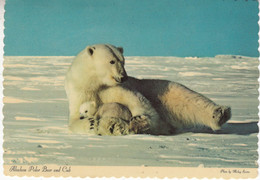 Falkland Islands 1990 Alaskan Polar Bear And Cub Postcard Ca Port Stanley 7 SE 90 (57320) - Falklandeilanden