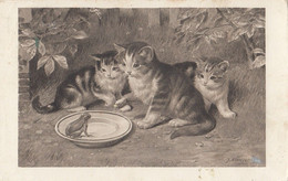 Josef Kranzle - Cat Kittens And Frog Old Postcard 1942 - Kraenzle