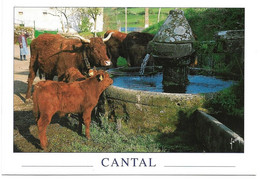 15 - CANTAL - Vache De Race Salers S'abreuvant à La Fontaine De Bredons - Non Classés