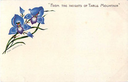 Cpa DISA HERSCHELIA - From The Heights Of Table Mountain - Blue Orchid - South Africa - Autres Illustrateurs