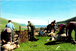 (3 C 18) Føroyard Islands Posted To Denmark - 1978 - Sandvik (Sheep Shearing) - Islas Feroe