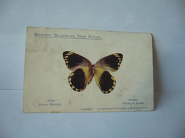 BEAUTIFUL BUTTERFLIES FROM NATURE NAME DELIAS HEMPELL LOCALITY GILOLO E. INDIES CPA - Papillons