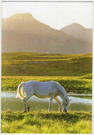 IRLANDE   Near Recess, Co. Galway  Cheval - Galway