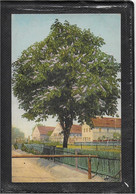 AK 0815  Blühender Kastanienbaum - Photochromie Um 1910-20 - Blumen