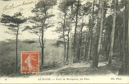 76  LE HAVRE - FORET DE MONTGERON - LES PINS (ref A2033) - Forêt De Montgeon