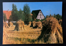 1497/CPM - Bad Windsheim - Musée Franconien En Plein Air - Freilandmuseum - Récolte De Céréales - Kornernte - - Bad Windsheim