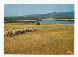 19 Corrèze Peyrelevade Le Plan D'eau Troupeau Moutons - Andere & Zonder Classificatie