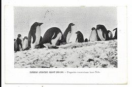 EXPEDITION ANTARCTIQUE CHARCOT 1903-1905 - Pingouins Construisant Leurs Nids... - Missie