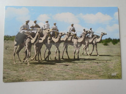 D186524 SUDAN - Soudan  Camel Riders At El-Obeid - Sudan