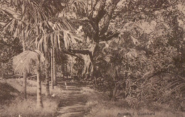 Mombo, Usambara. 1927. (Tansania). - Tanzania