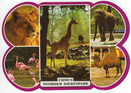 Emmen - Noorder Dierenpark - (Drenthe / Nederland) - Nr. LS 4558 - Zoo: Leeuwin,Giraffe,Olifant,Dromedaris,Flamingo's - Emmen