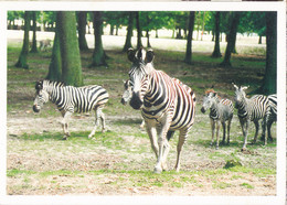Tot-  Cpsm PARC De THOIRY  Zeb - Zebras