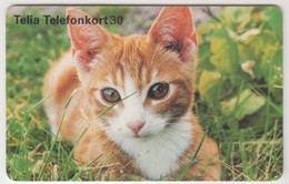 SWEDEN - Kitten , Telia 30U, 06/98, Tirage 100.000, Used - Schweden