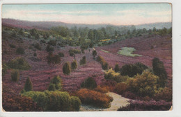 Lüneburger Heide - Lüneburger Heide