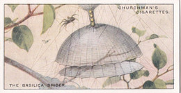 Natures Architects 1930 -  21 Basilica Spider  -  Churchman Cigarette Card - Original - - Churchman