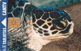 VENEZUELA - Turtle, 04/95, Used - Turtles