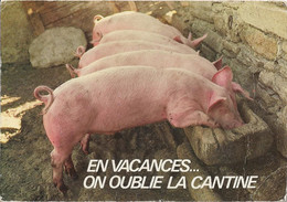 ANIMAUX - COCHON - En Vacances... On Oublie La Cantine - Cochons