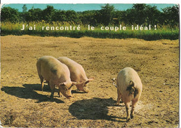 ANIMAUX - COCHON - J'ai Rencontré Le Couple Idéal ! - Cochons