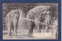 CPA éléphant Non Circulé Cirque ? - Elephants