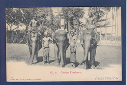 CPA éléphant Non Circulé Ceylan Asie Ceylon - Elephants
