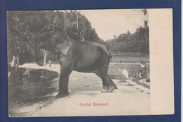 CPA éléphant Non Circulé Ceylan Asie Ceylon - Elephants