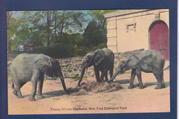 CPA éléphant Non Circulé Zoo De New York - Elefanti
