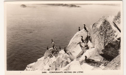 SARK Postcard - Cormorants Nesting On L'Etac - Unused - Sark