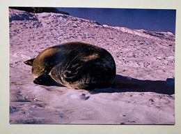 16239 -  Terre Adélie Phoque De Vedell - TAAF : Terres Australes Antarctiques Françaises