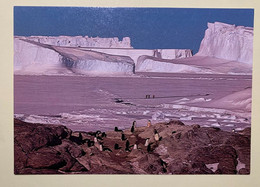 16240 -  Terre Adélie Base Dumont Durville Carte Des EPF Manchots Devant Les Icebergs Du Glacier De L'Astrolabe - TAAF : Terres Australes Antarctiques Françaises