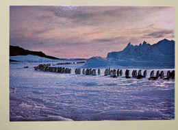 16241 -  Terre Adélie L'arrivée Des Manchots Empereurs Avril 1977  Carte De Voeux Des EPF - TAAF : Territorios Australes Franceses