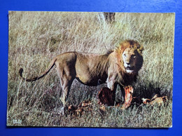 FAUNE AFRICAINE  PARC ZOOLOGIQUE ZOO RESERVE - Lions