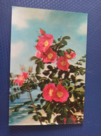 Old NORTH KOREA  Postcard -  Wild Rose - STEREO 3D PC - - Rare!!! - Korea (Noord)