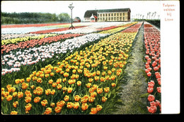 Tulpenvelden Bij Lisse Trenkler 1907 - Lisse