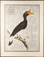 BIRDS ARTWORK By L. Screpel For The 1909-23 16c Brown-lake Rhinoceros Hornbill, Comprising The Main Illustration Upon Wh - Non Classificati