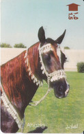 TARJETA DE OMAN DE UN CABALLO (CABALLO-HORSE) - Pferde