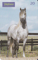 TARJETA DE BRASIL DE UN CABALLO ANDALUZ  (CABALLO-HORSE) - Paarden