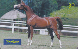 TARJETA DE BRASIL DE UN CABALLO ARABE (CABALLO-HORSE) - Horses